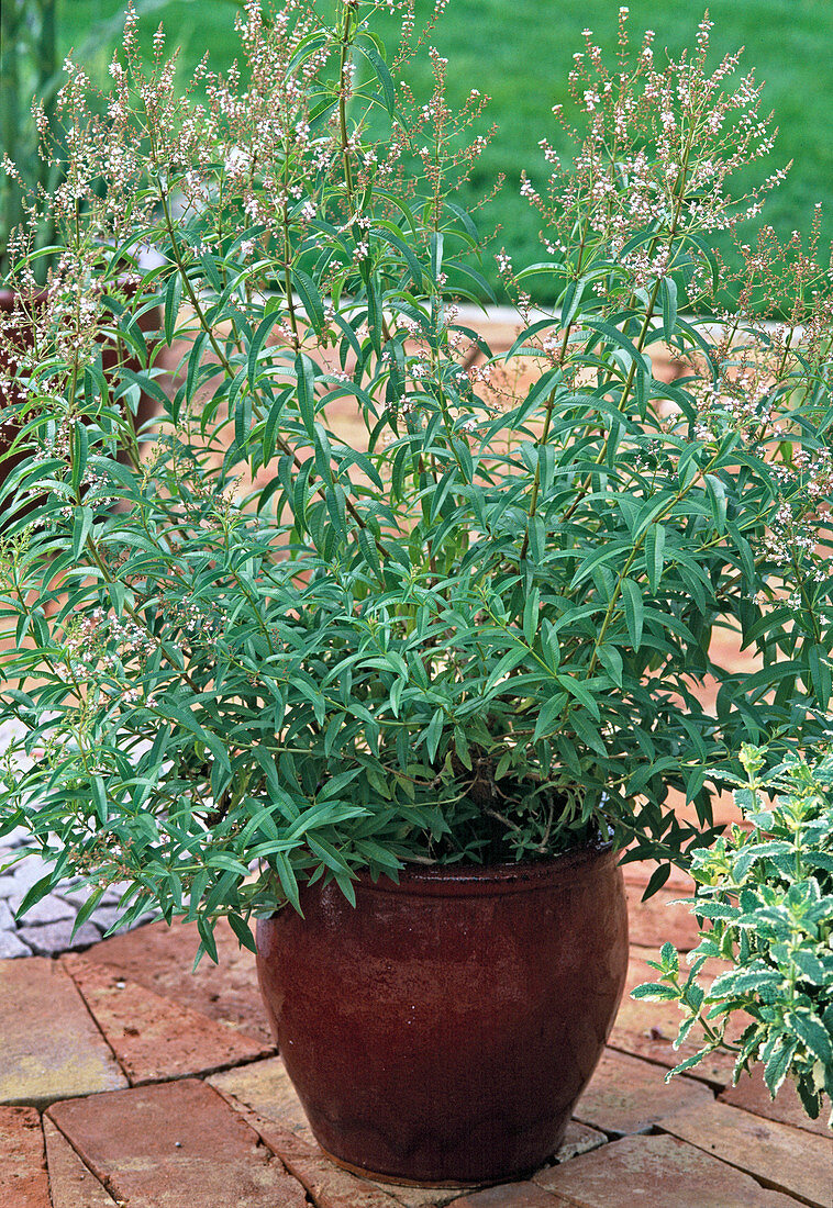 Aloysia triphylla