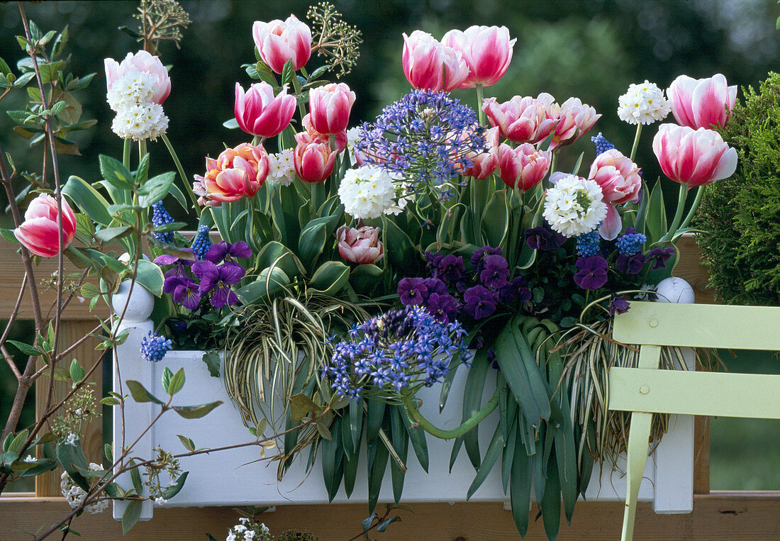 Tulipa ' Wirosa ' (gefüllte Tulpen)