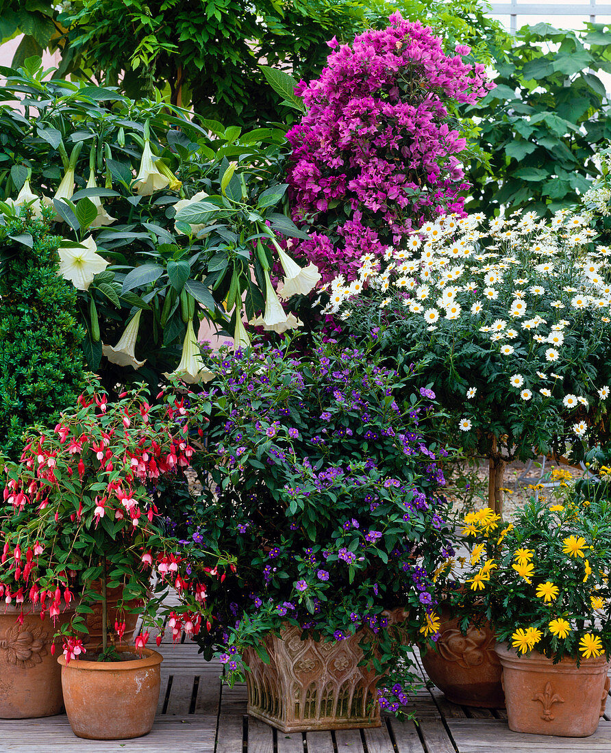 Fuchsia, DATURA, BOUGAINVILLEA ,