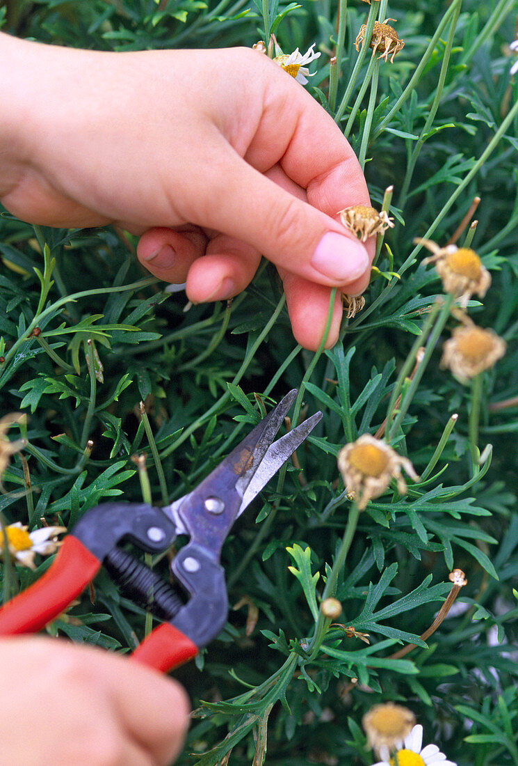 Argyranthemum frutescens (Chrysanthemum)