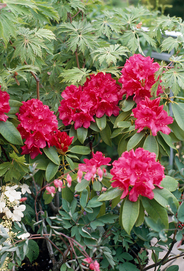 Rhododendron 'Nova Zembla'