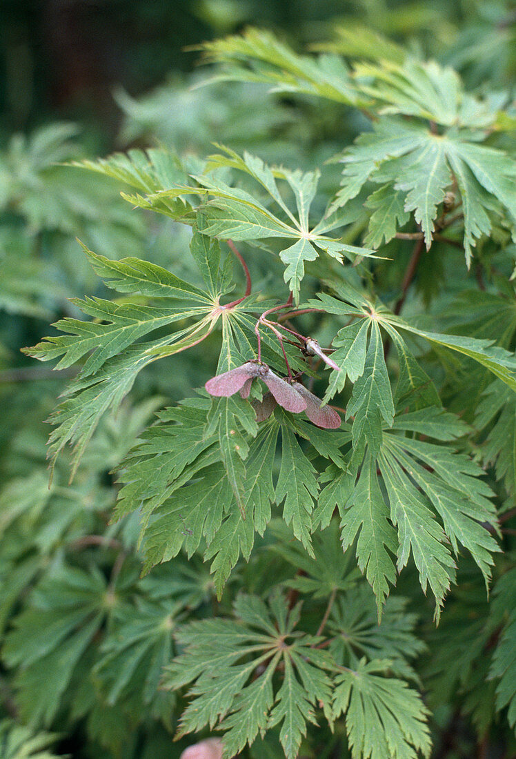 Acer Japonica 'Aconitifolium'