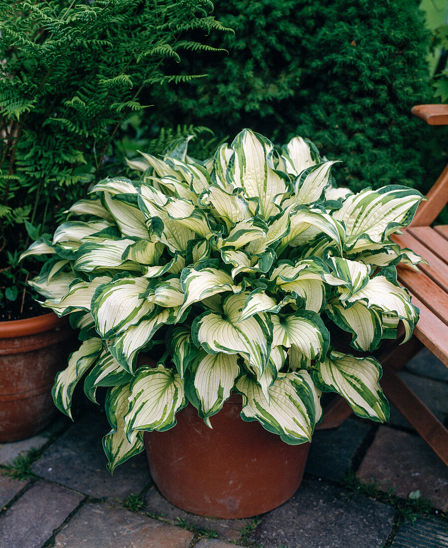 Hosta fortunei 'Sharmon'