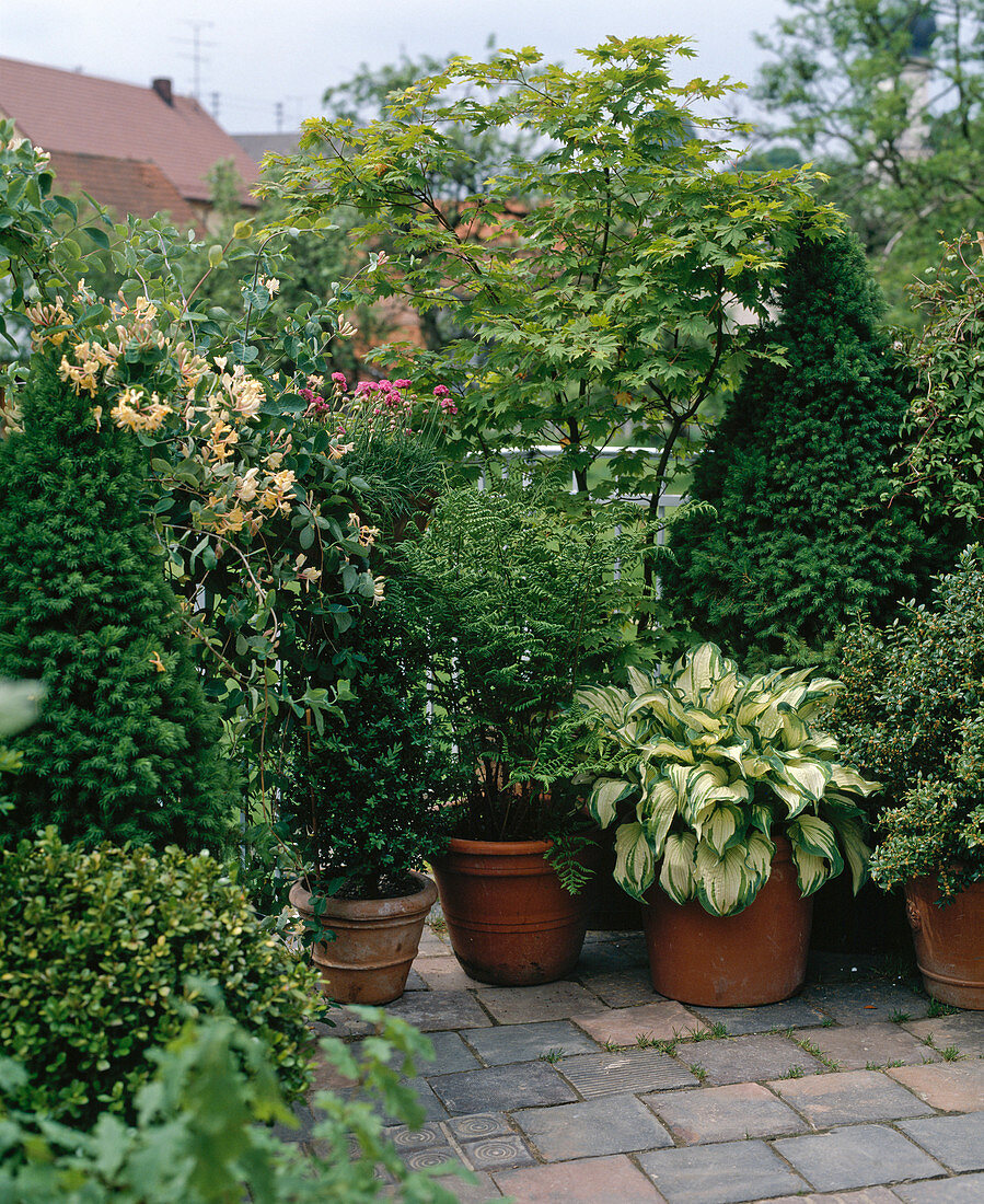 Hosta fortunei, Picea, Acer palmatum, Amelanchier, Lonicera, Buxus