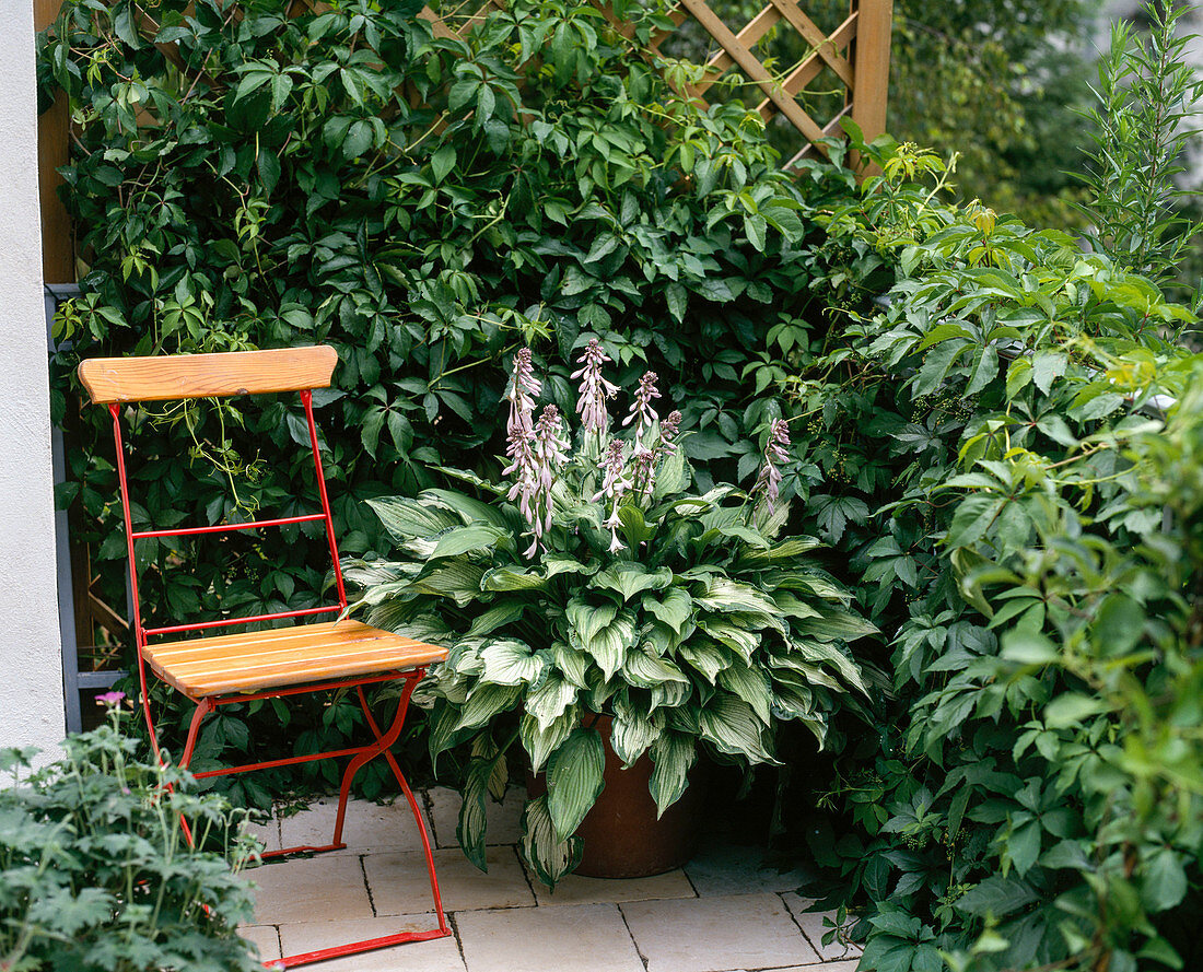 Hosta fortunei