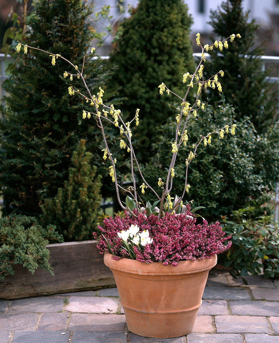 Corylopsis spicata, Erica, Crocus vernus