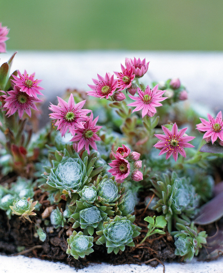 Sempervivum-HYBR.'Rheinkiesel'