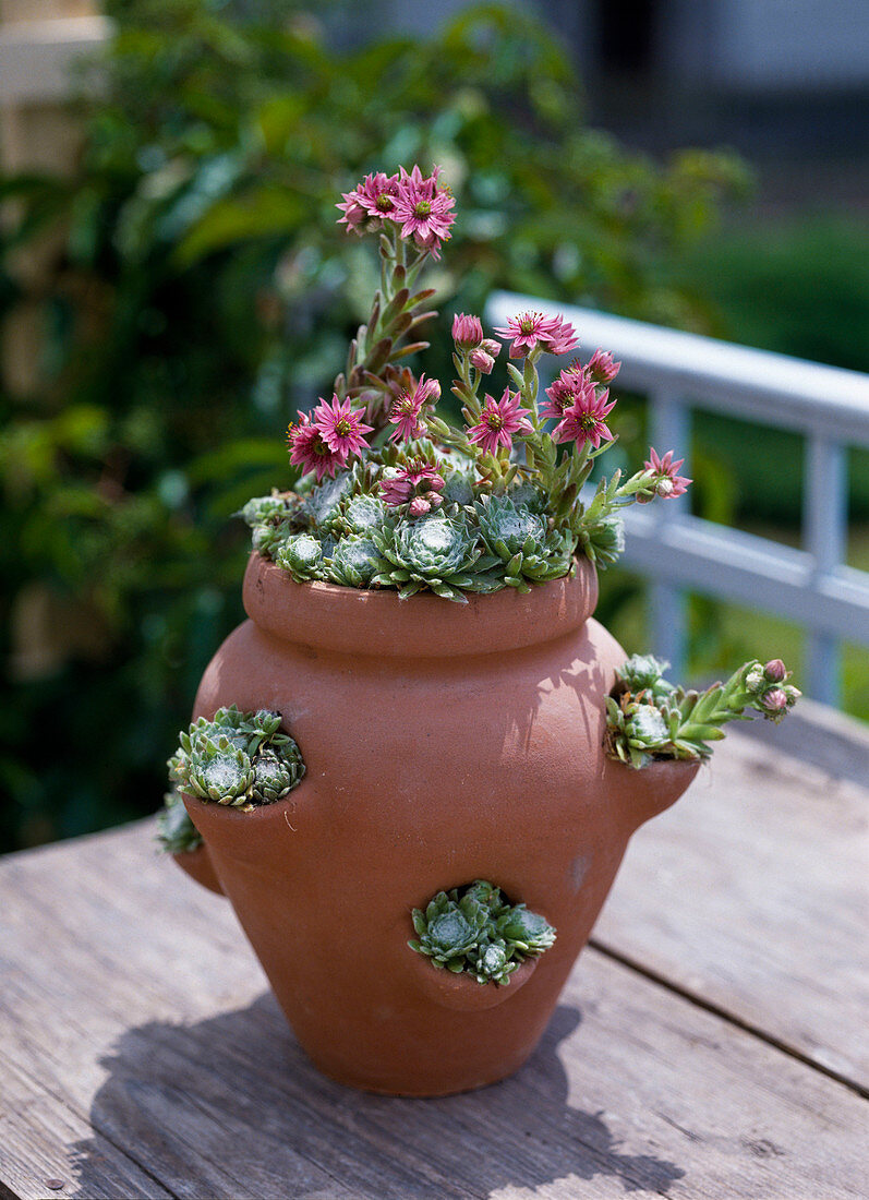 Sempervivum hybr. 'Rhine Pebble'