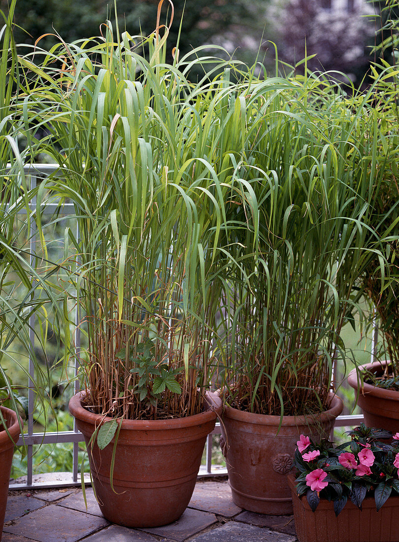 Miscanthus sinensis (Chinese reed)