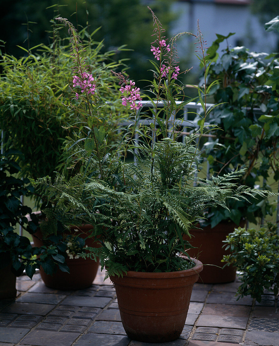 Epilobium angustifolium