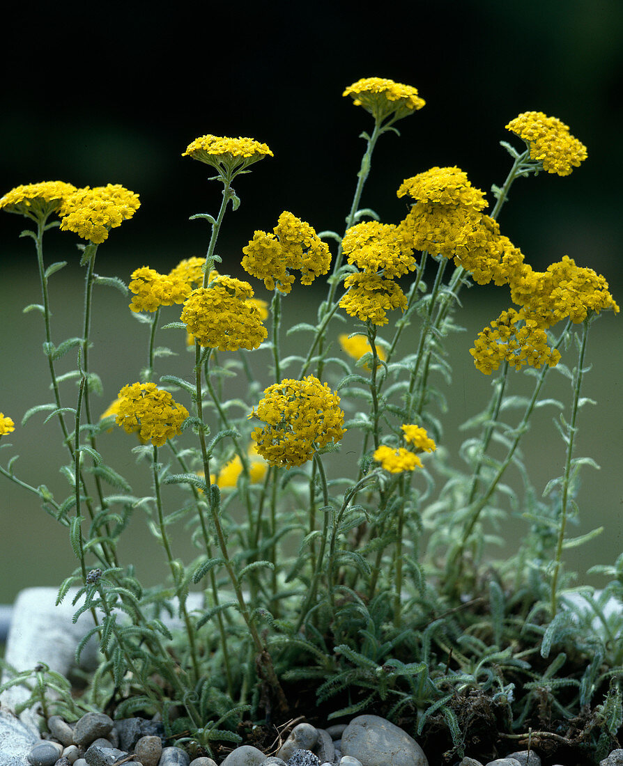 Achillea tomentosum