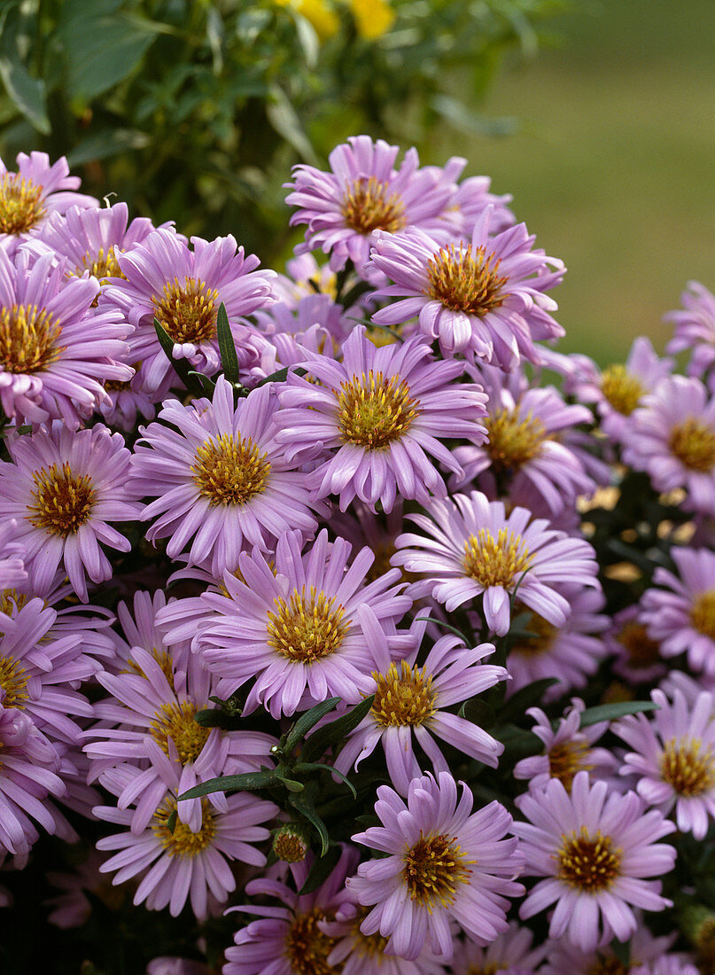 Aster dumosus, cushion aster, aster