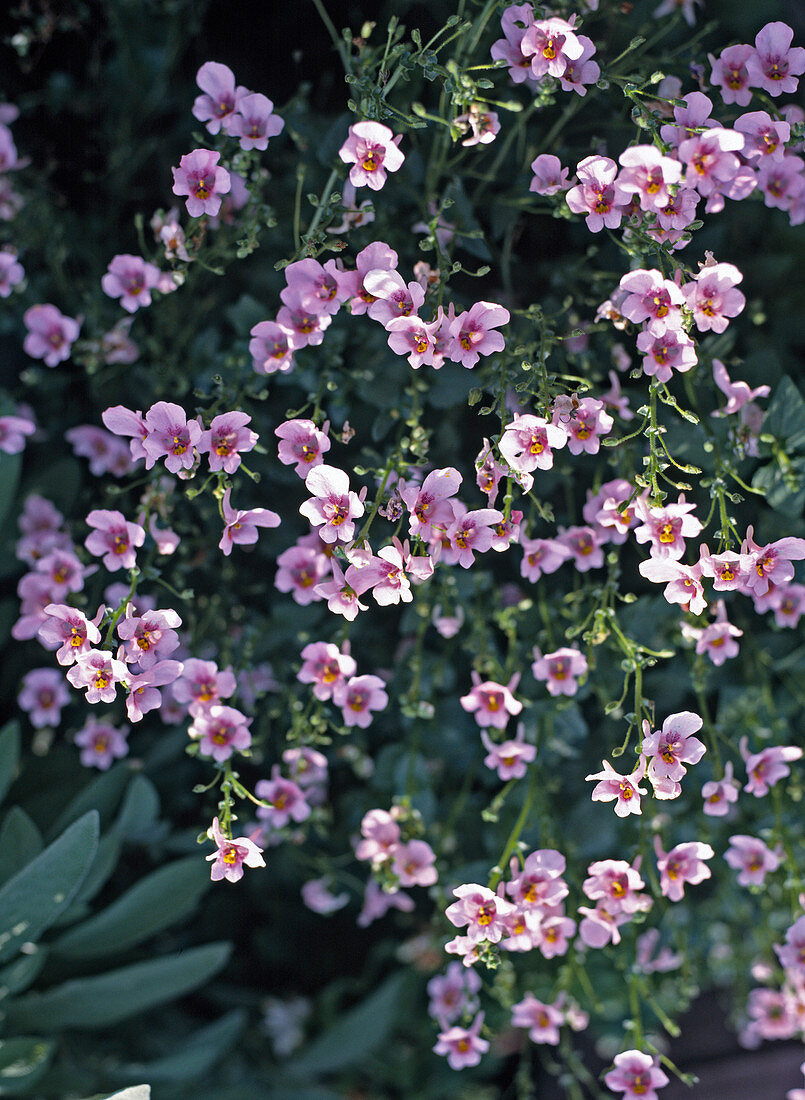 Diascia vigilis 'Elliot's Variety' (Elfspur)