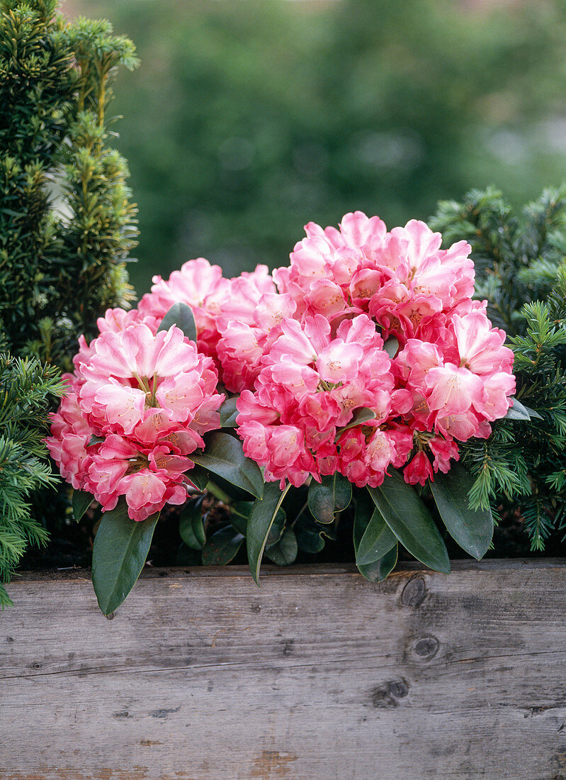 Rhododendron yakushimanum-Hybr