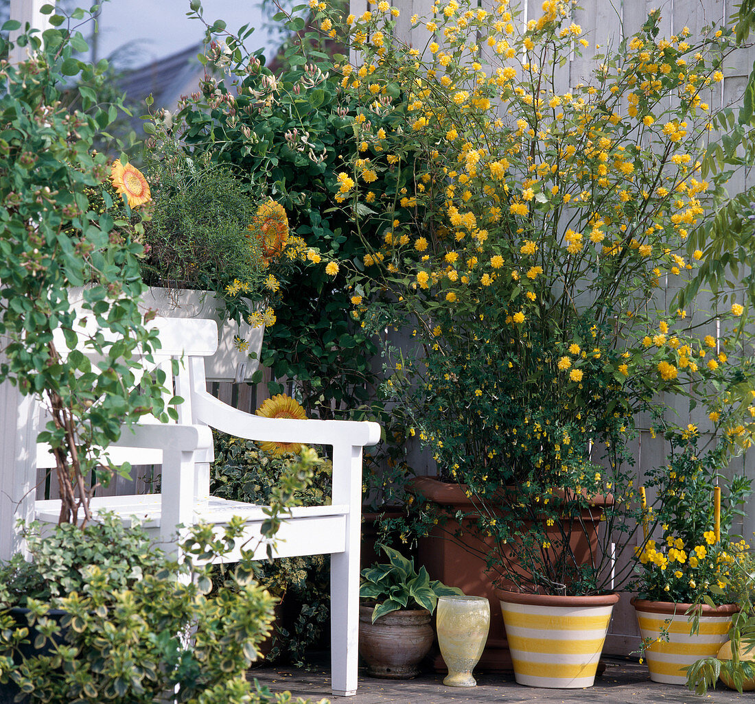Balcony M. Yellow shrubs: Kerria Japonica, Lonicera