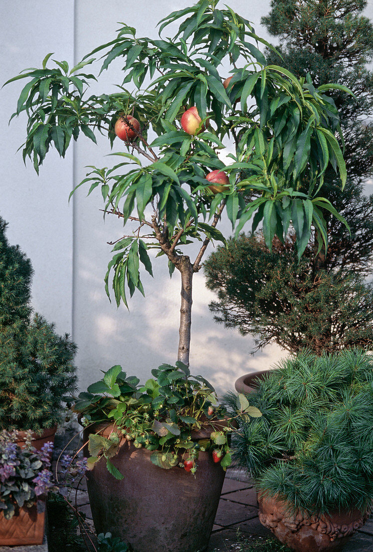 Dwarf peach in summer