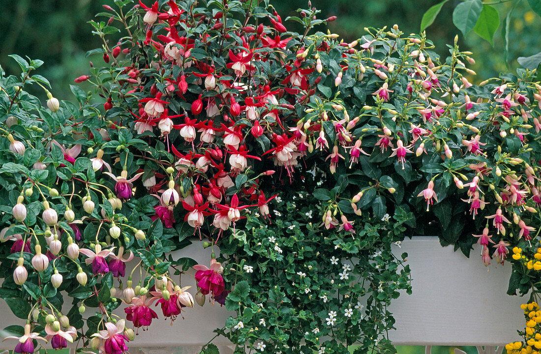 Fuchsia hybr. 'Lambada', 'Cascade', 'Land Van'