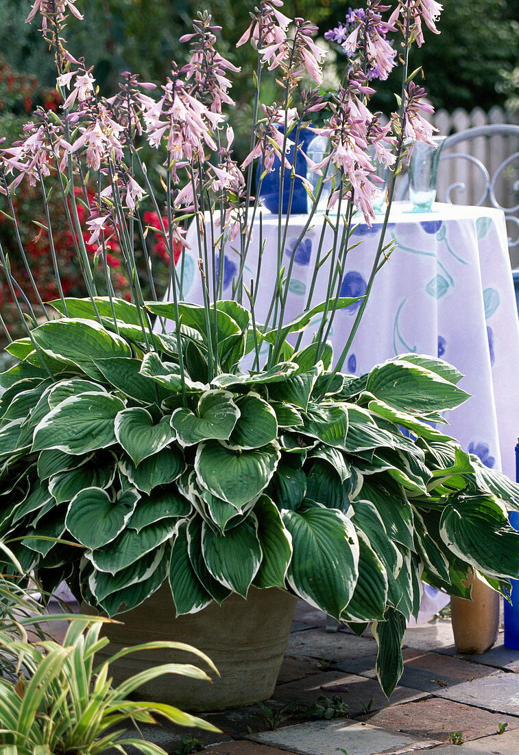 Hosta fortunei