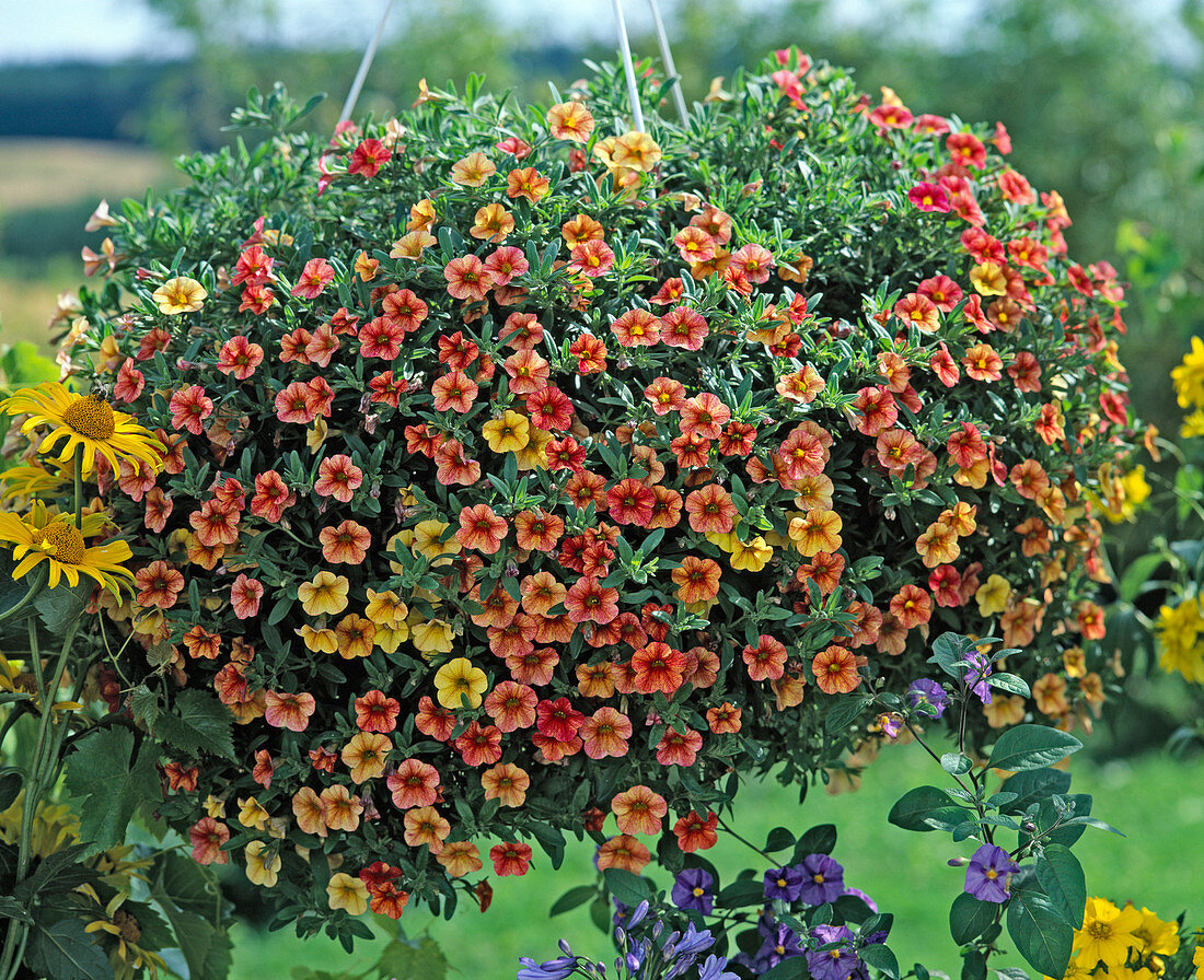 Petunia 'Million Bells Terracotta'