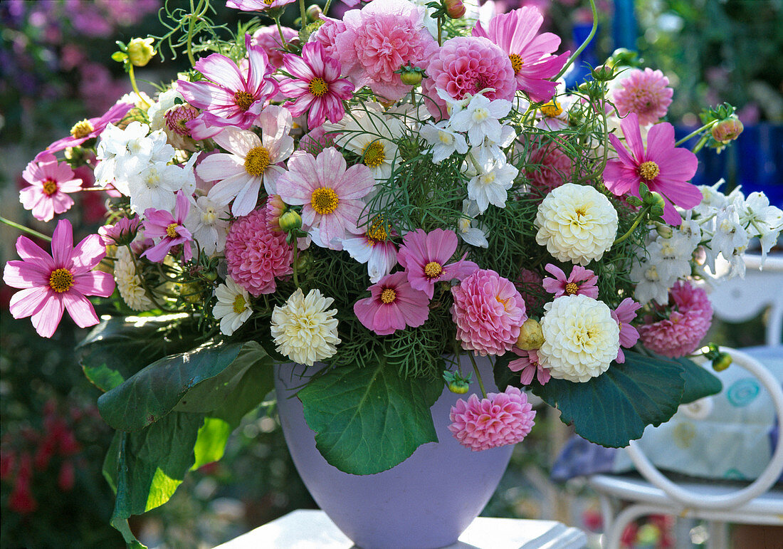 Dahlien, Cosmos (Schmuckkörbchen), Delphinium (Rittersporn)