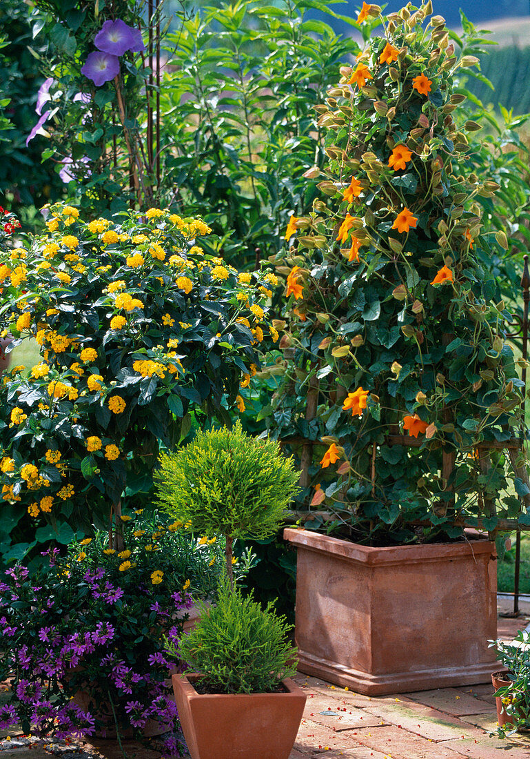 Lantana-camara-hybr. (Wandelröschen)