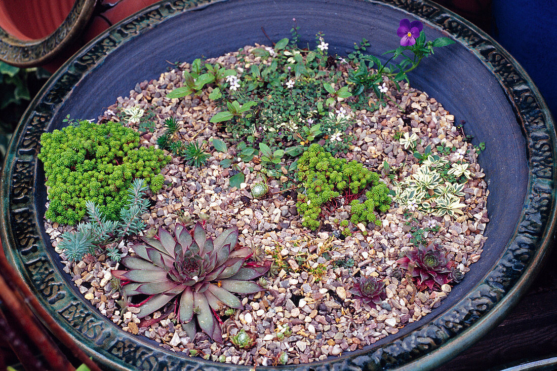 Bowl with succulents