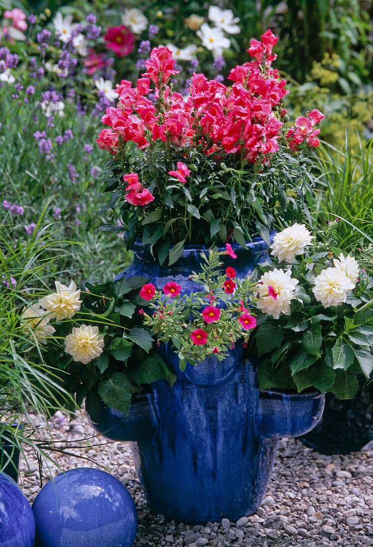 Taschen-Amphore mit Antirrhinum, Dahlia