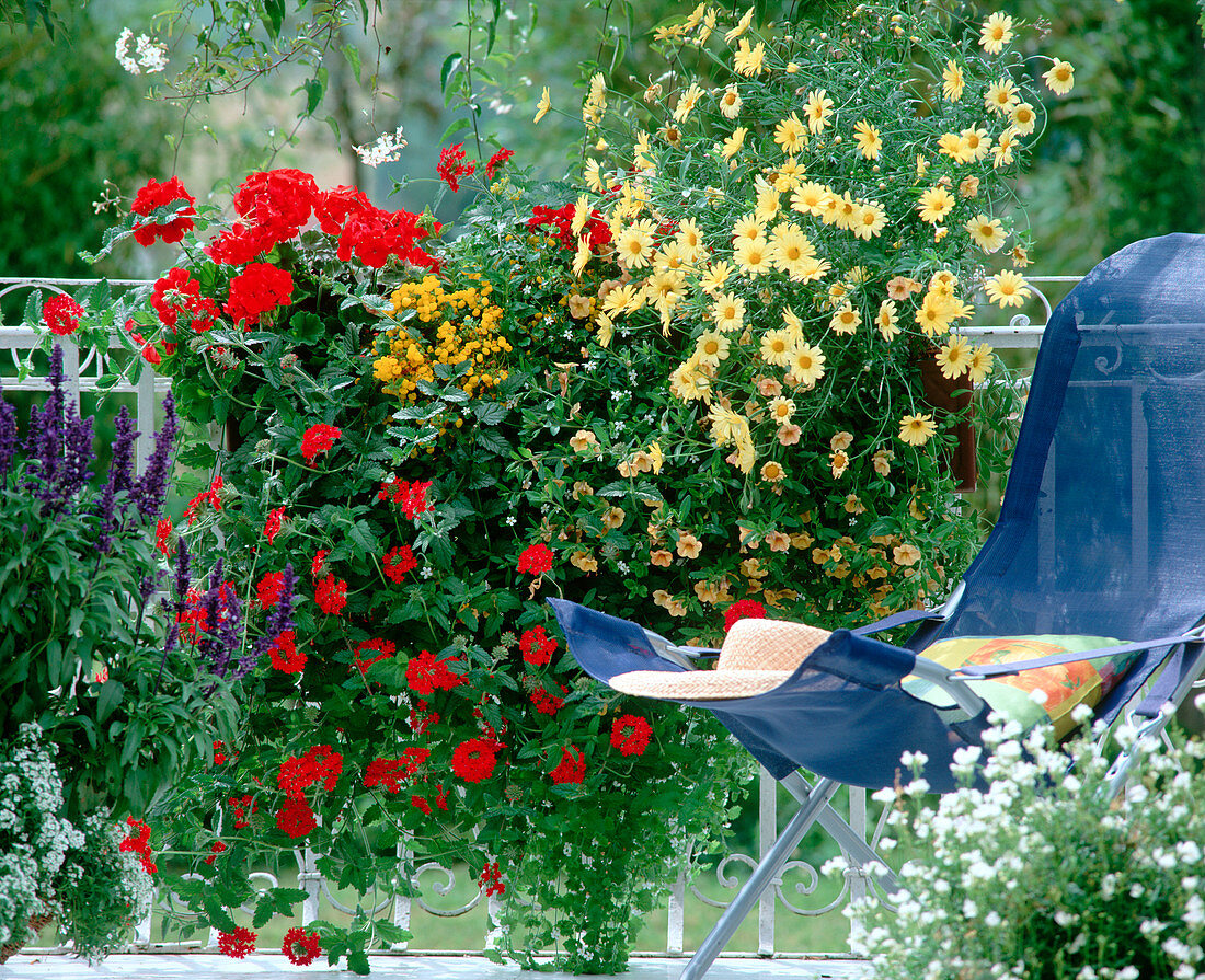 Pelargonium, Verbena