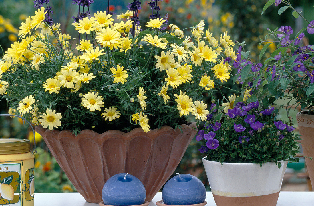 Argyranthemum frutescens 'Butterfly'