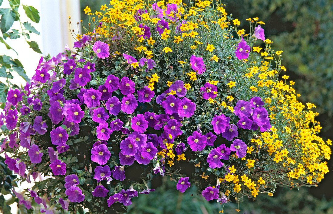 Ampel: Petunia 'Surfinia Blue' (Neuheit)