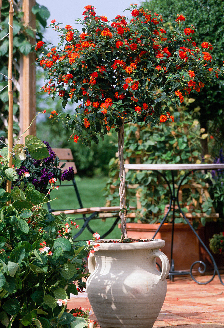 Lantana-camara Hybride