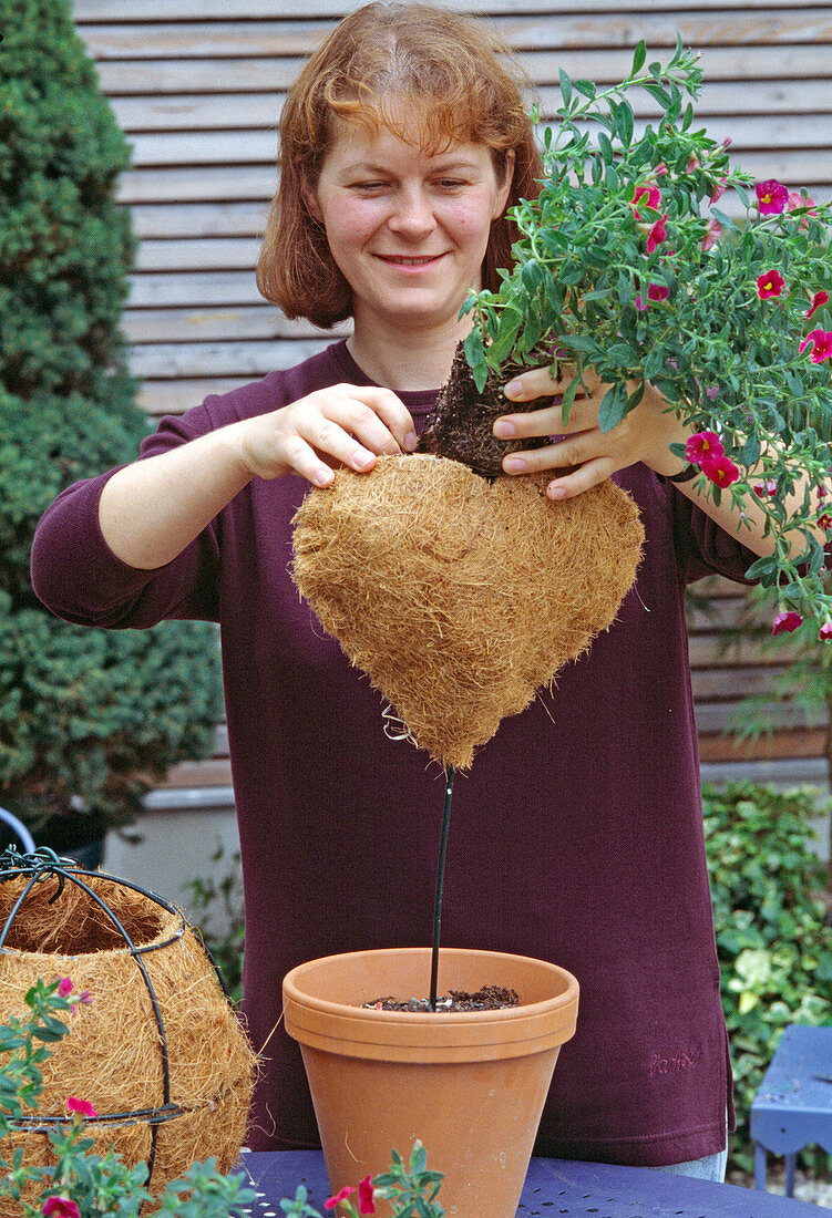 Flower heart with Petunia 'Million Bells'