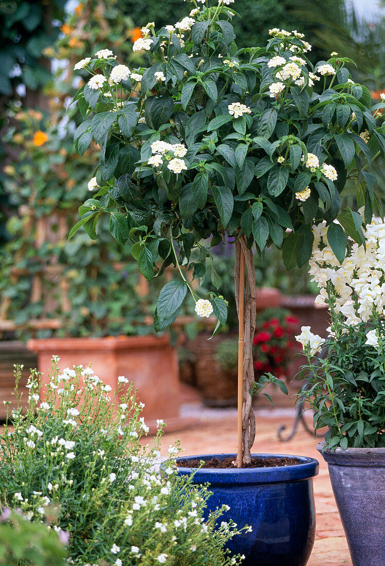 Lantana-camara Hybride