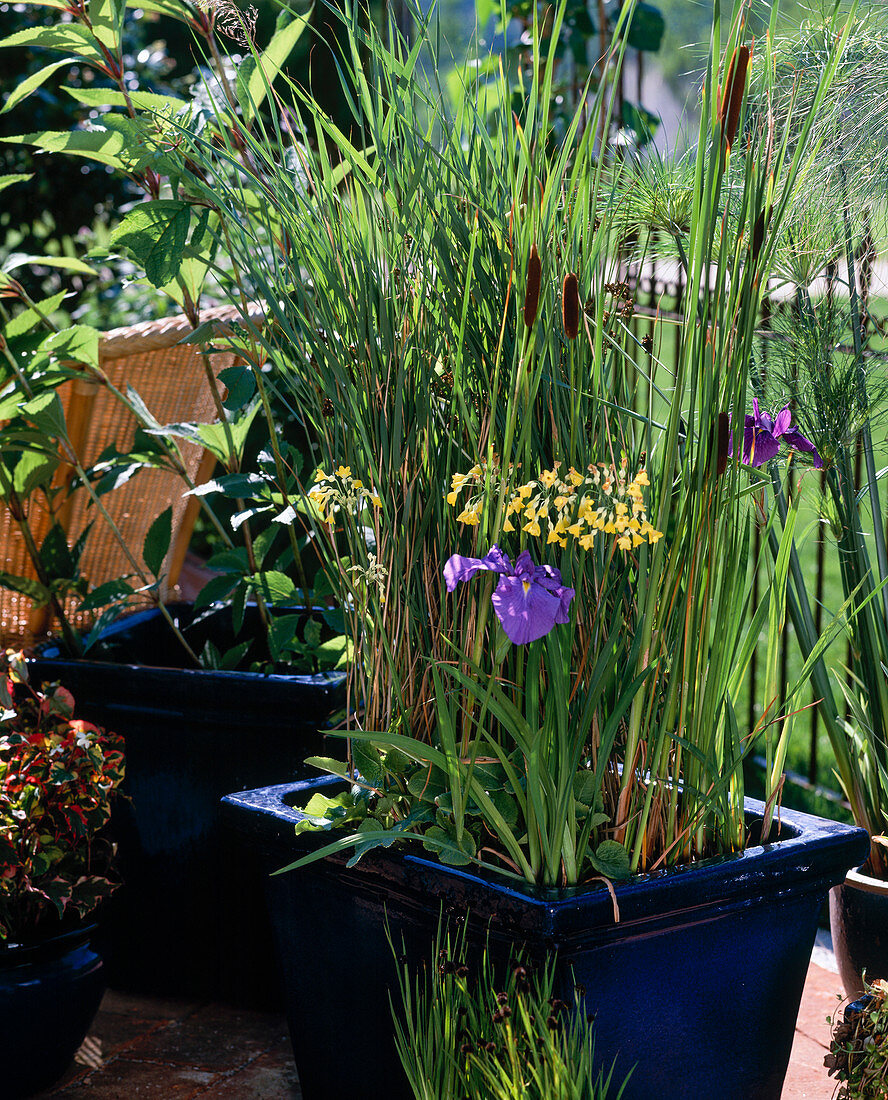 Pot with Typha (bulrush)