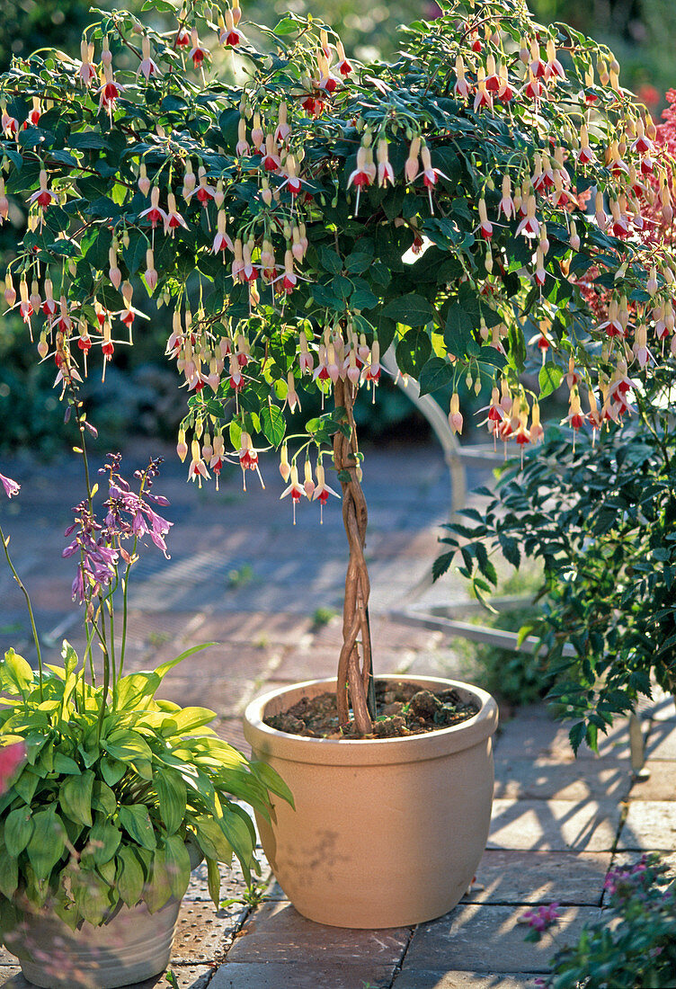 Fuchsia tribe 'Deutsche Perle'