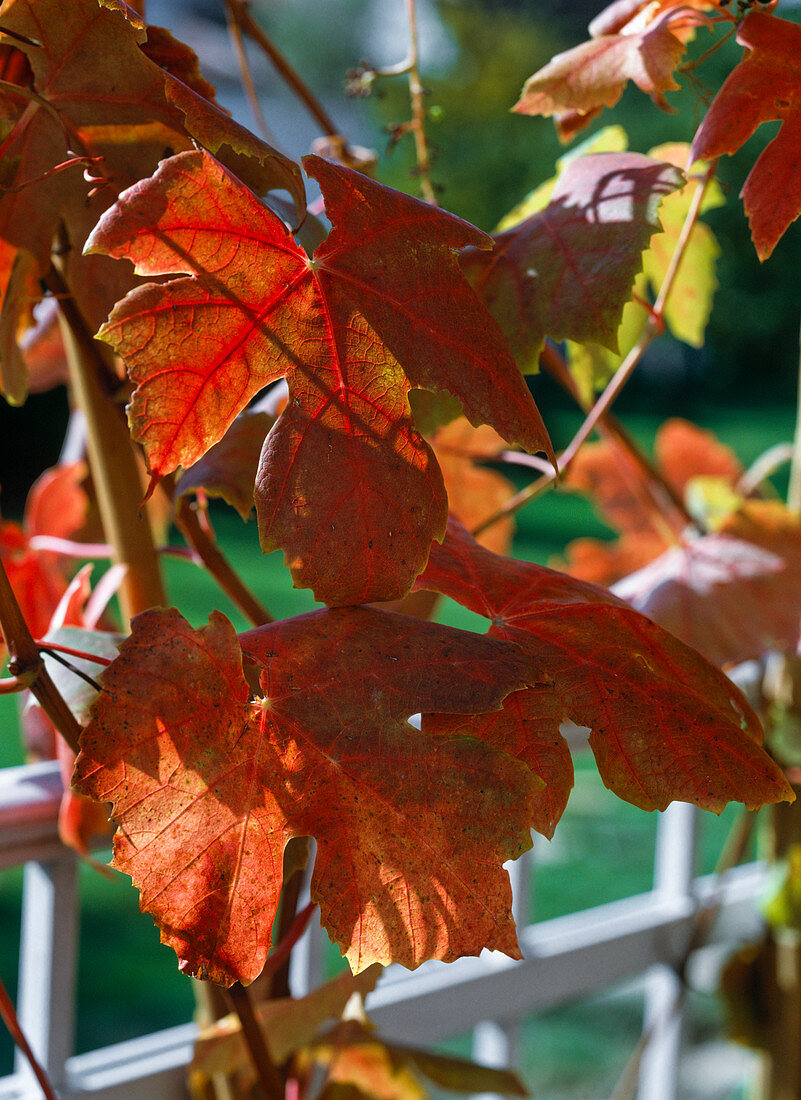 Vitis vinifera