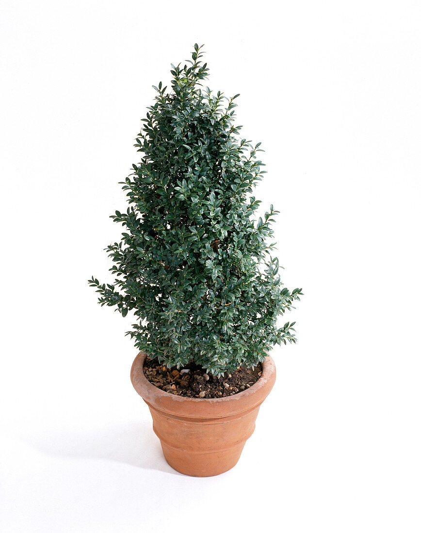 Buxus conical cut
