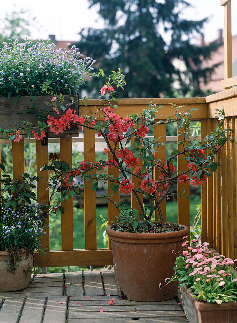 Chaenomeles hybrid