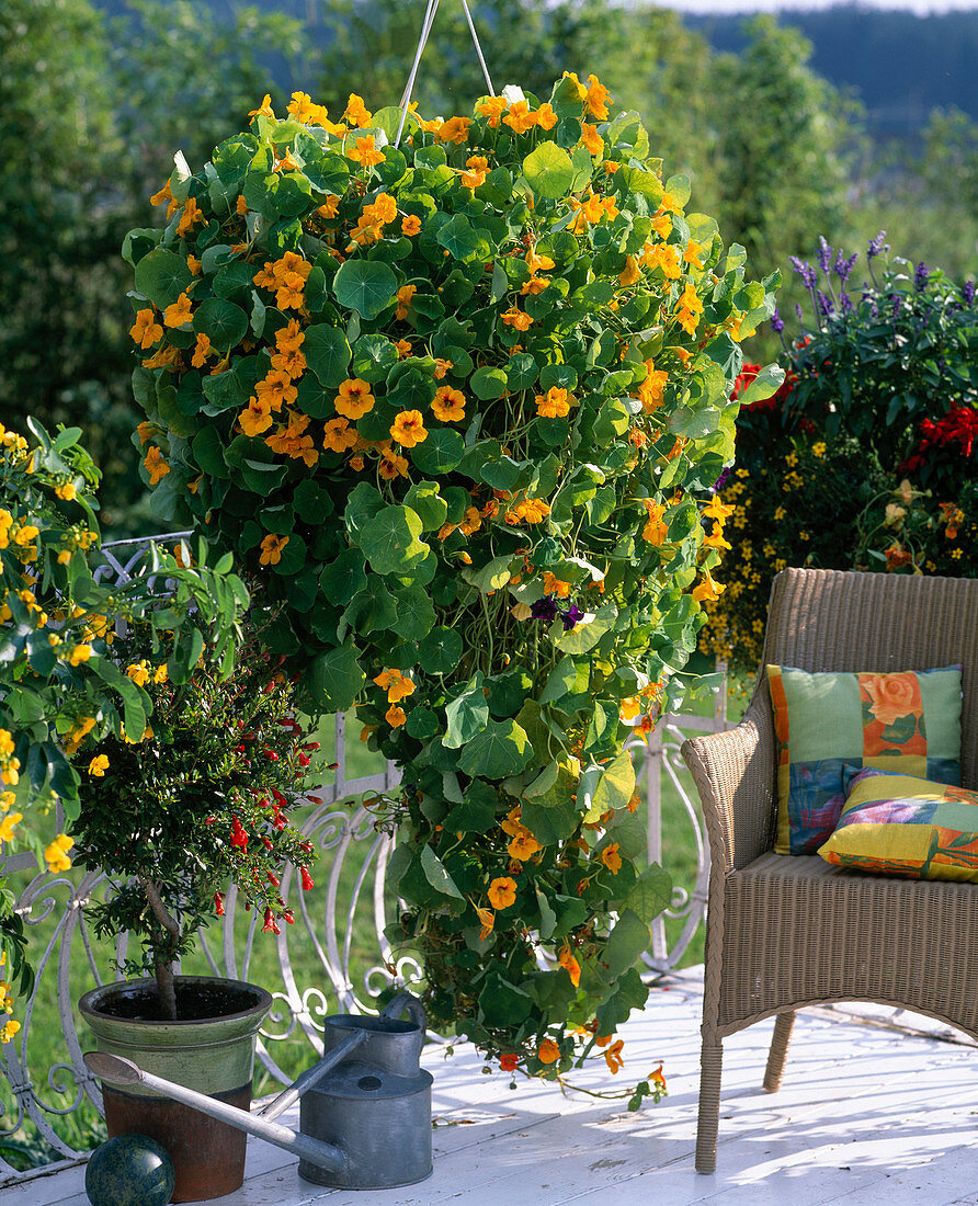 Tropaeolum majus (nasturtium)