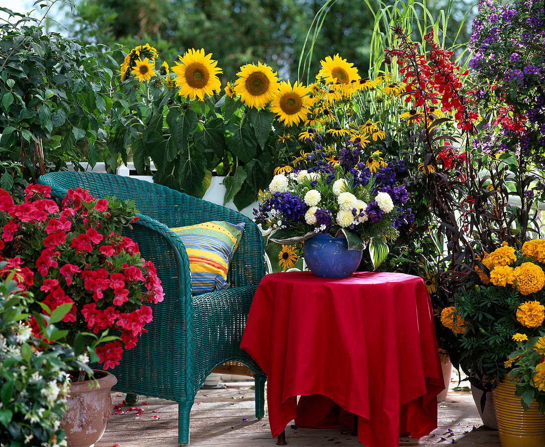 Pelargonium, Helianthus (sunflowers)