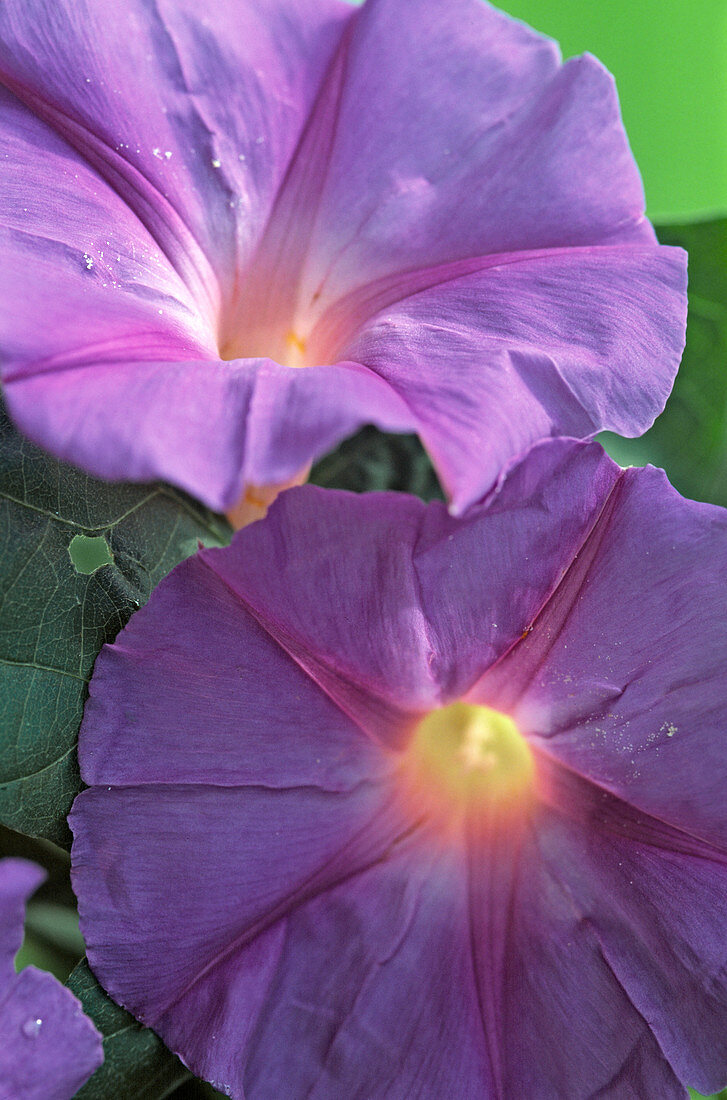 Ipomoea learii (Pharbitis learii) 'Heavenly Blue'