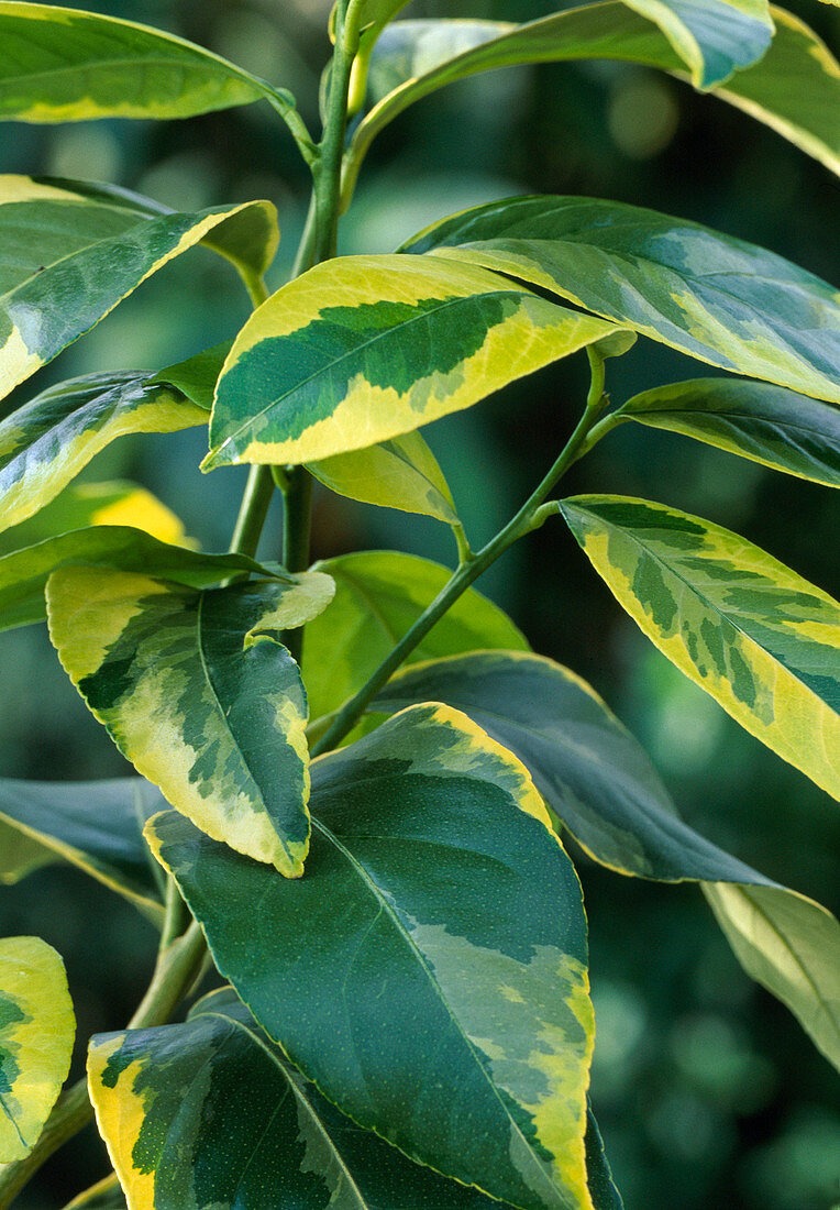 Citrus limon 'Foliis Variegatus'