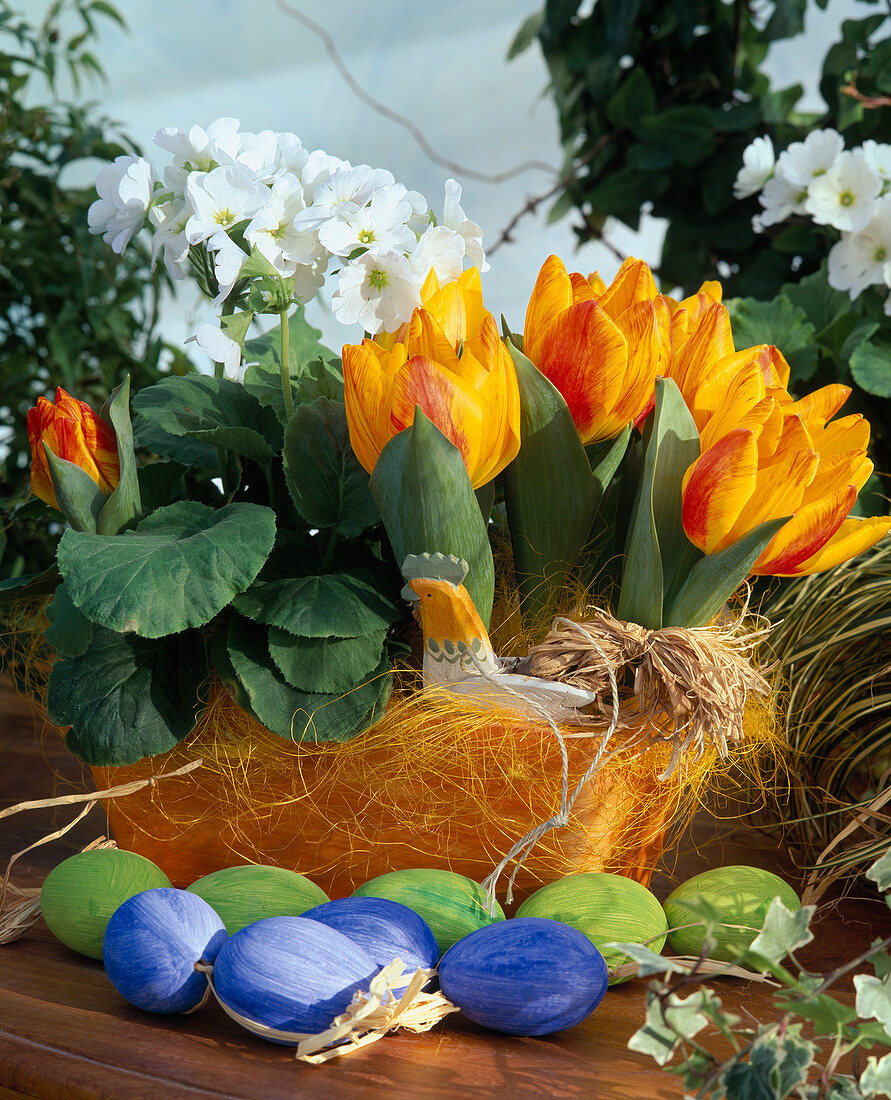 Tulips and Primula obconica (cup primrose)