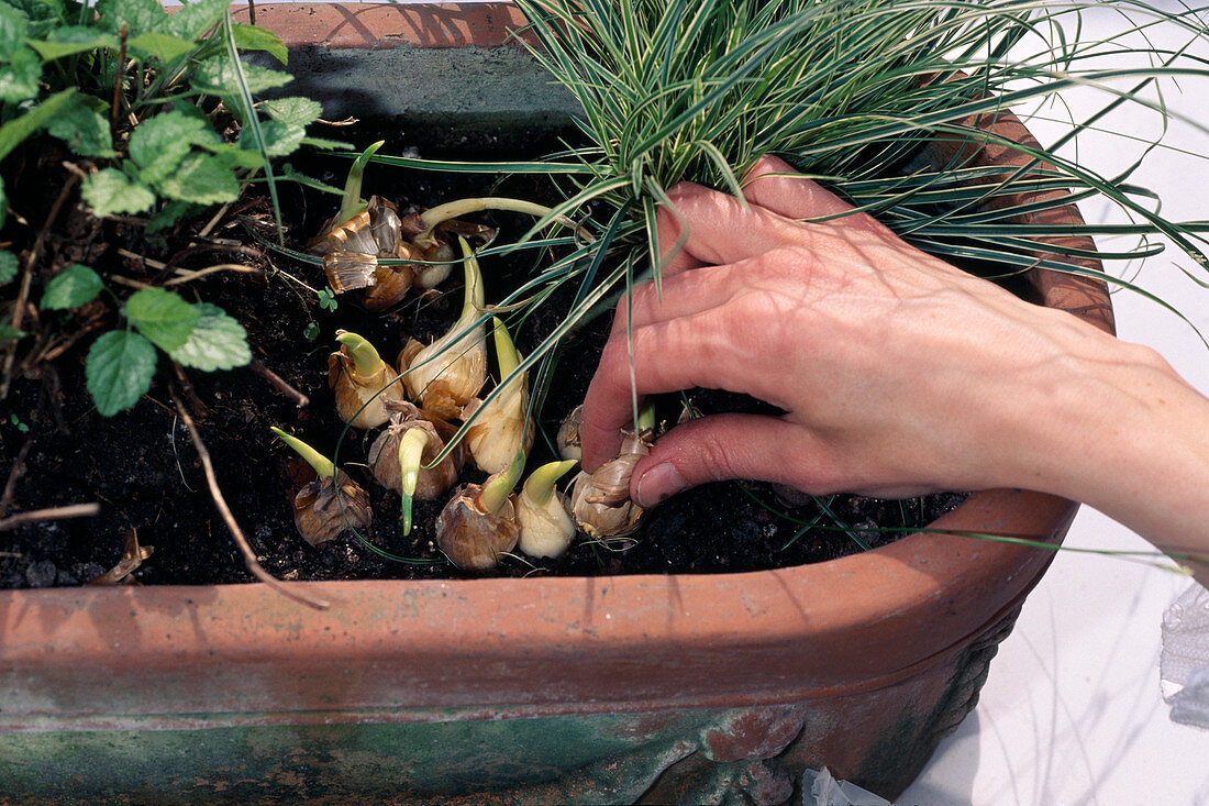 Planting flower bulbs