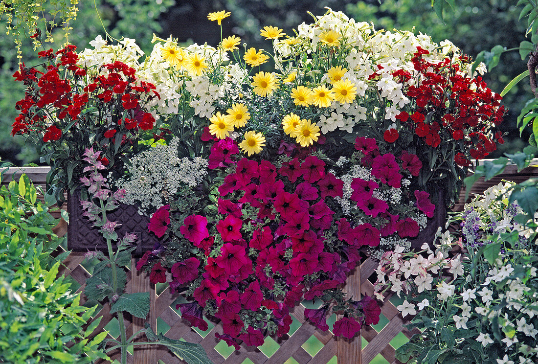 Dianthus chinensis (Nelken), Nicotiana (Ziertabak)