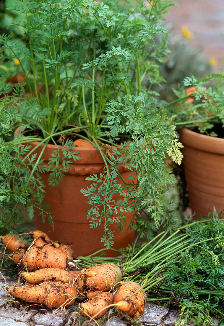 Carrots in the pot