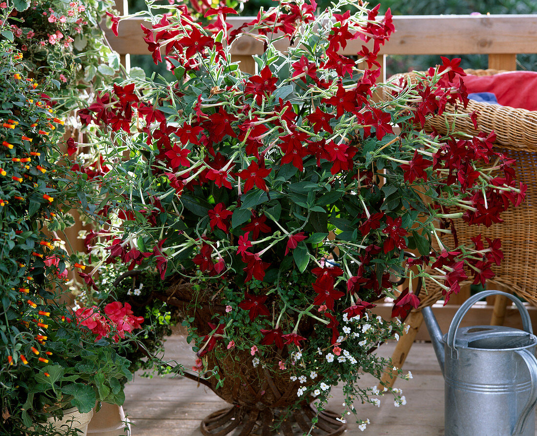 Nicotiana sanderae 'Vip rot'