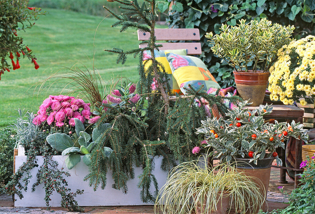 Cotoneaster, Dendranthema, Hebe, Picea excelsa, Carex, Solanum pseudocapsicum