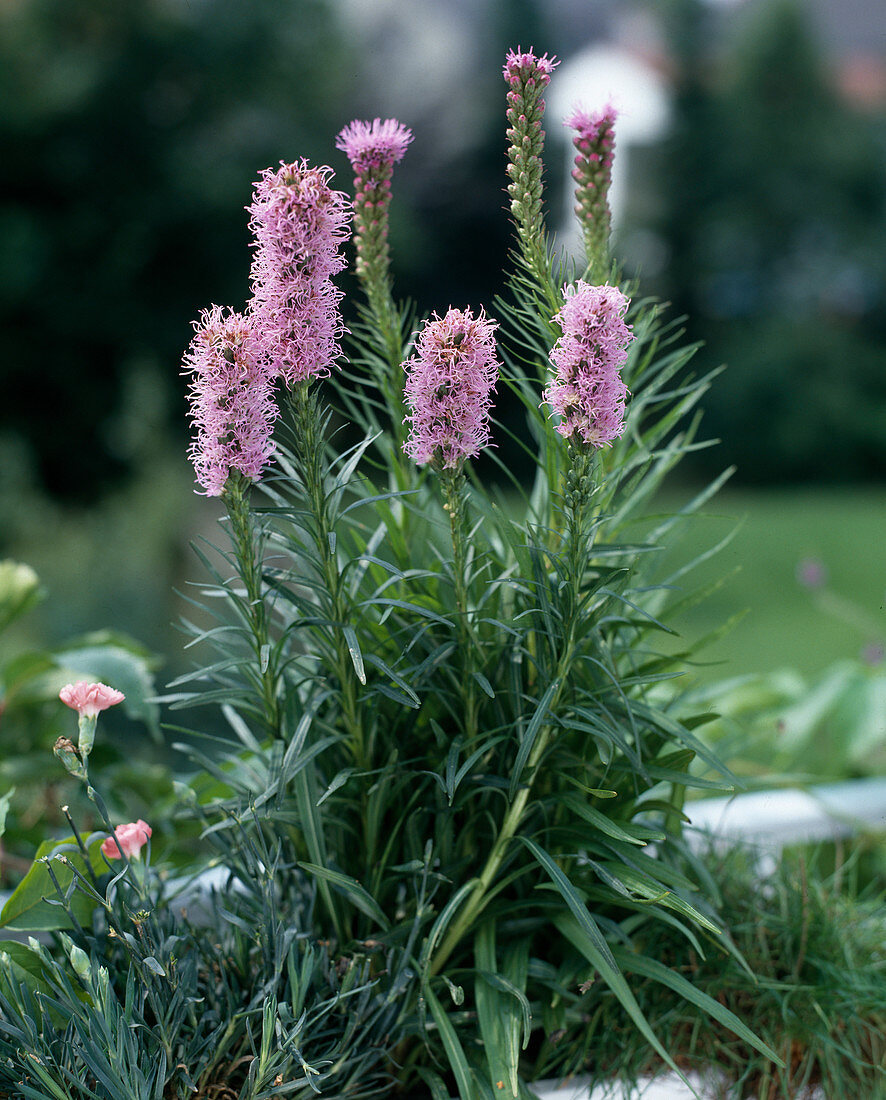 Liatris Spicata 'Goblin'