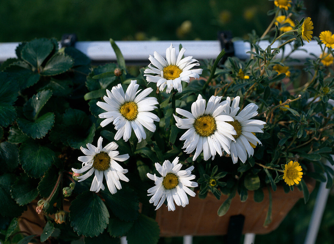 Chrysanthemum maximum F1 hybrid